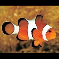 Clownfish for Skype